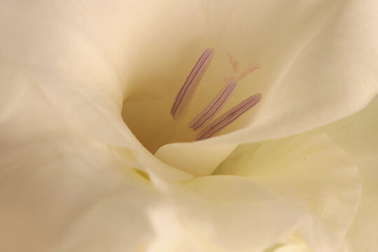 Smoke selective soft focus close-up white, beige cream gladiolus Flower bud Petals, pistil; stamen. Natural art light blur background.