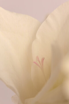 Smoke selective soft focus close-up white, beige cream gladiolus Flower bud Petals, pistil; stamen. Natural art light blur background.