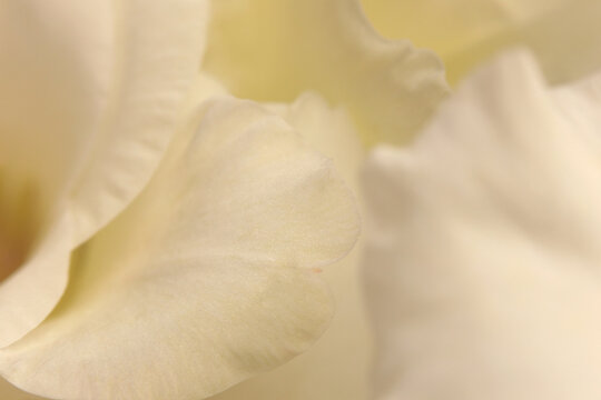 Smoke selective soft focus close-up white, beige cream gladiolus Flower bud Petals. Natural art light blur background.