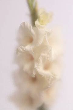 Smoke selected soft focus cream beige white Gladiolus Flower through translucent matte frosted glass. Abstract natural blurred grain light fog background.