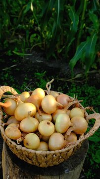 Onion harvest in the garden. Selective focus.