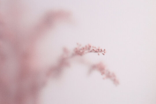 Smoke selected soft focus cream Dry Flower branch through translucent matte frosted glass. Abstract natural blurred grain light fog background.