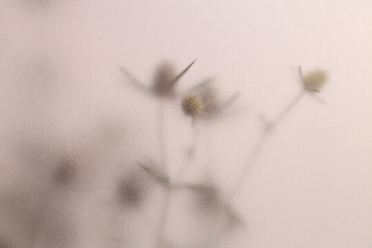Smoke selected soft focus beige thorn Dry Flower through translucent matte frosted glass. Abstract natural blurred grain light fog background.