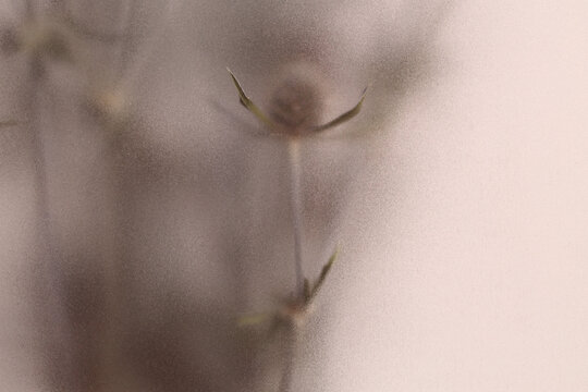 Smoke selected soft focus beige thorn Dry Flower through translucent matte frosted glass. Abstract natural blurred grain light fog background.