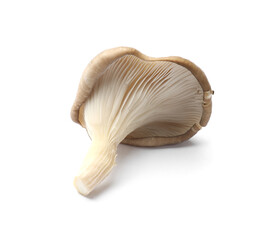 One fresh oyster mushroom isolated on white © New Africa
