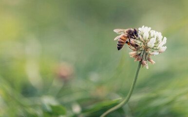 Bees collect nectar from delicate white flowers © Connor