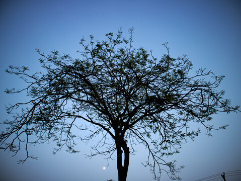 petai trees growing alone in the middle of agricultural land