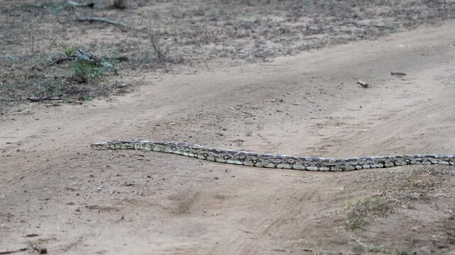 Indian Rock Python crossing a sandy dirt track