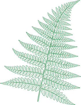 Detailed green fern leaf illustration funny animal emoji