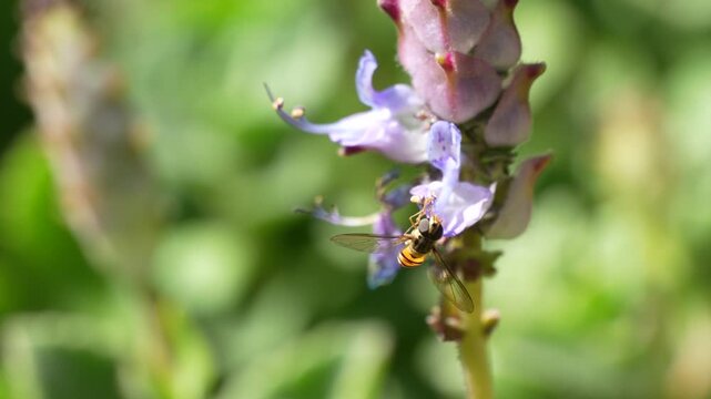 African Hoverfly Feeding on Flower Before Flying Away in 4K Slow Motion, feeding on nectar and pollen from a purple flower before suddenly taking off and flying away,