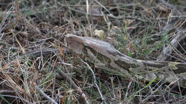 Indian Rock Python raising head through dry scrub grass