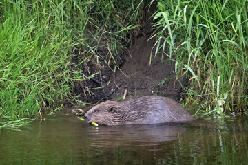 Beaver in the water at the riverside eating © Digital Nature 