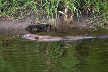 Beaver swimming down the river © Digital Nature 
