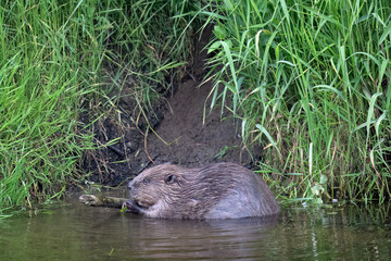 Beaver in the water at the riverside eating © Digital Nature 
