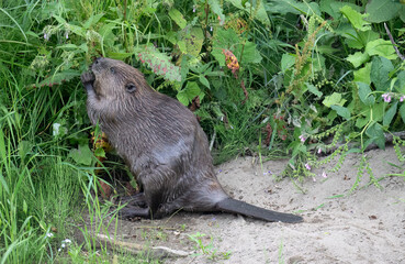 Beaver beside the river eating leaves © Digital Nature 