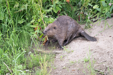 Beaver beside the river eating leaves © Digital Nature 