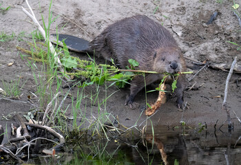 Beaver at the riverside with leaves in its mouth © Digital Nature 