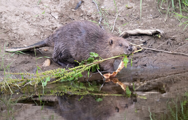 Beaver at the riverside with leaves in its mouth © Digital Nature 