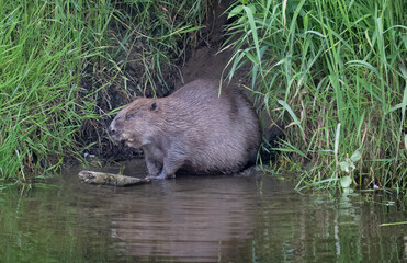Beaver at the riverside © Digital Nature 