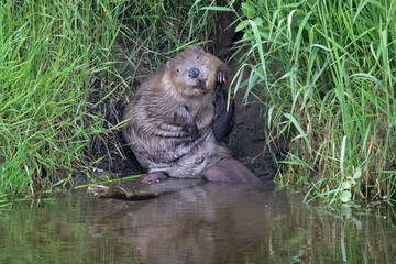 Beaver by the riverside looking at the camera © Digital Nature 