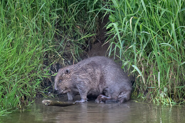Beaver by the riverside © Digital Nature 