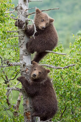 Two Brown Bear cubs in tree © Mark Kostich