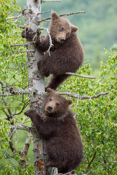 Two Brown Bear cubs in tree