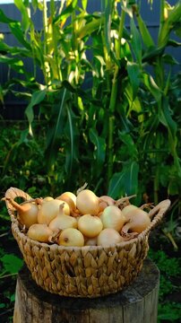 Onion harvest in the garden. Selective focus.