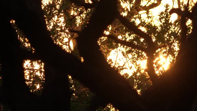 Slow Pan Across African Sunset Through Tree Branches at Dinokeng Game Reserve in 4K Slow Motion.
Filmed in 4K at 120p for smooth slow-motion playback.
