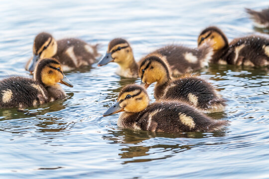 Cute little duckling swimming alone in a lake or river with calm water