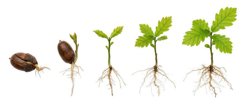 Acorn Growth Stages Plant Germination sequence showing seed sprouting roots and young oak sapling leaves evolving over time isolated on black background for nature science business concept