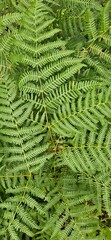 green fern leaves © Fildikó