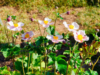 Fototapeta premium Anemone hupehensis - Anémones du Japon à fleurs en forme de coupe, pétales rose chair au coeur d'étamines jaune doré au sommet de hautes hampes pourprées au feuillage palmé et lobé vert sombre