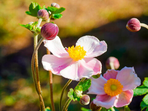 (Anemone hupehensis var. Japonica) An&eacute;mone du Japon aux bourgeons pourpre dress&eacute;s sur tiges et fleur &agrave; p&eacute;tales blanc nuanc&eacute;s de rose framboise entourant un disque d'&eacute;tamines jaune
