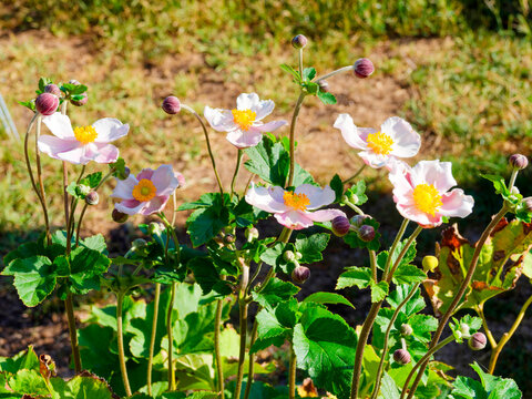 Anemone hupehensis - An&eacute;mones du Japon &agrave; fleurs en forme de coupe, p&eacute;tales rose chair au coeur d'&eacute;tamines jaune dor&eacute; au sommet de hautes hampes pourpr&eacute;es au feuillage palm&eacute; et lob&eacute; vert sombre