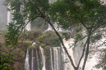 Multiple cascades of Iguazu Falls rising through mist and dense Atlantic Forest in South America © TC2412