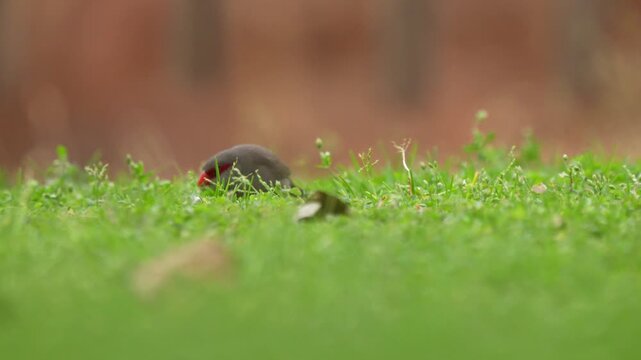 Low-angle wildlife footage of a Common Waxbill (Estrilda astrild) moving through short green grass and feeding on the ground. The small African finch searches among the vegetation for food.