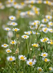 Fototapeta premium Close-up of small chamomile flower bushes. Pharmaceutical chamomile flowers growing in nature. Medicinal plant