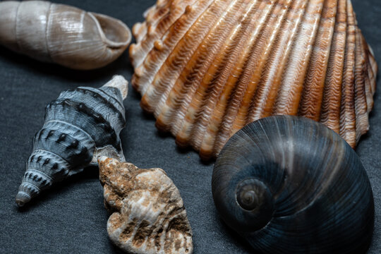 Still life of shells and artifacts shaped and returned by the sea 2