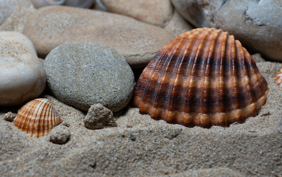 Still life of shells and artifacts shaped and returned by the sea 3