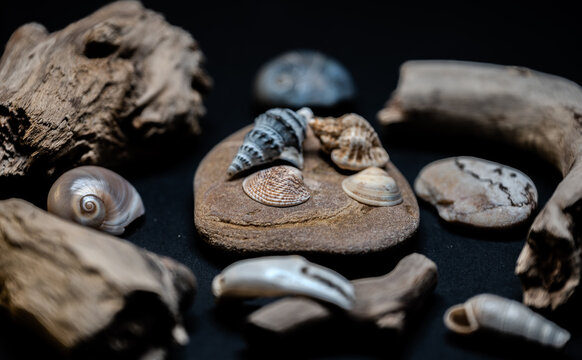 Still life of shells and artifacts shaped and returned by the sea
