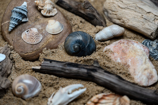 Still life of shells and artifacts shaped and returned by the sea