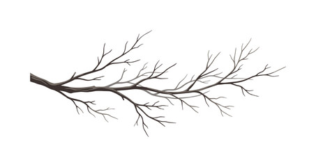 Fototapeta premium Bare tree branches extending across a white background
