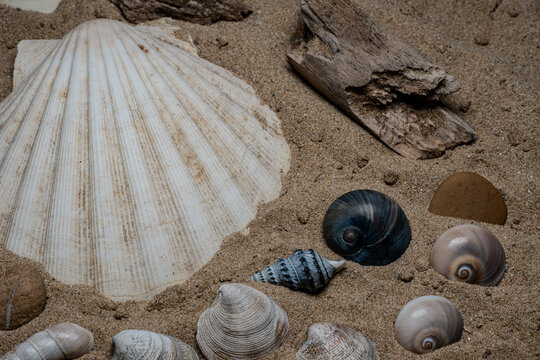 Still life of shells and artifacts shaped and returned by the sea