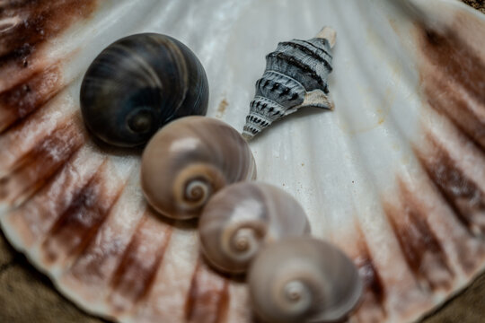 Still life of shells and artifacts shaped and returned by the sea
