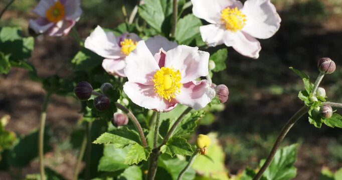 (Anemone hupehensis var. Japonica) Floraison estivale d'une fleur d'an&eacute;mone du Japon en forme de coupe rose, centre jaune, dress&eacute;e sur une tige au feuillage vert fonc&eacute;, penn&eacute; et lob&eacute;
