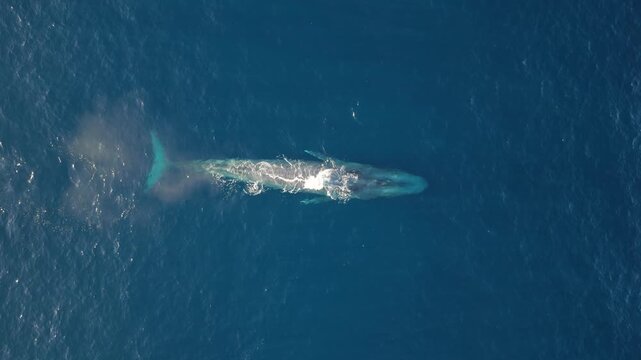 Aerial drone view of a massive blue whale surfacing in Mexican waters, releasing a powerful blow before diving and gliding through deep blue ocean, captured in its natural habitat off Mexico's coasts.
