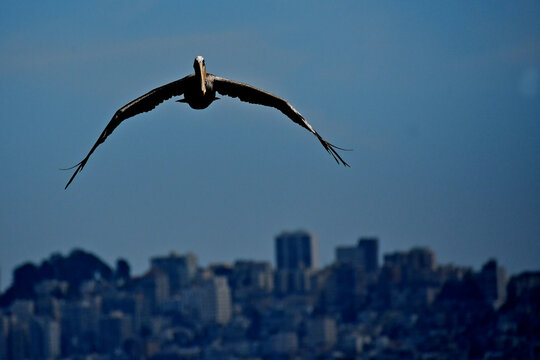 Head-on shot of Brown Pelican with San Francisco skyline in background 