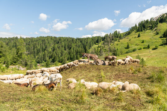 Col dei Baldi, Italy. Sheep, goats and donkeys grazing on an alpine pasture in the Dolomites