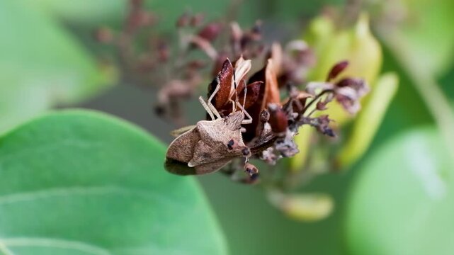 Marmorated Stink Bug Climbing Plant Macro Nature Video